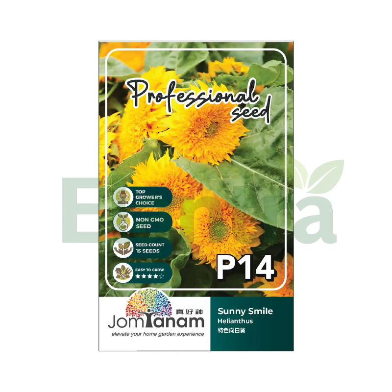 P14 HELIANTHUS
